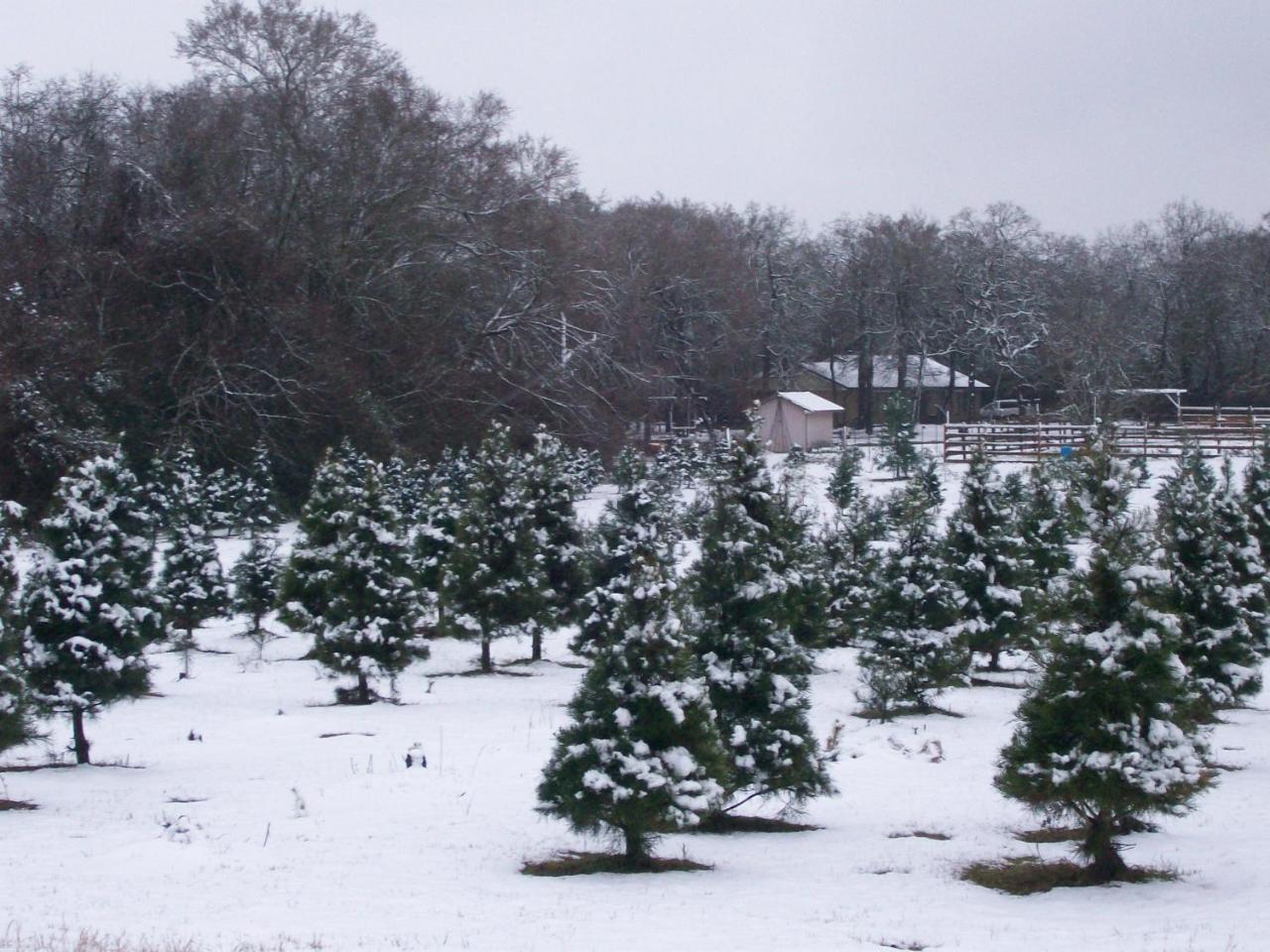 Kelumac Christmas Tree Farm B&B Bryan Kültér fotó